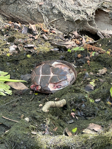 Sternotherus intermedius