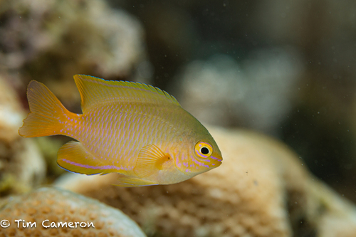 Pomacentrus moluccensis