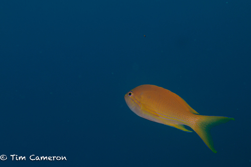 Pseudanthias pleurotaenia