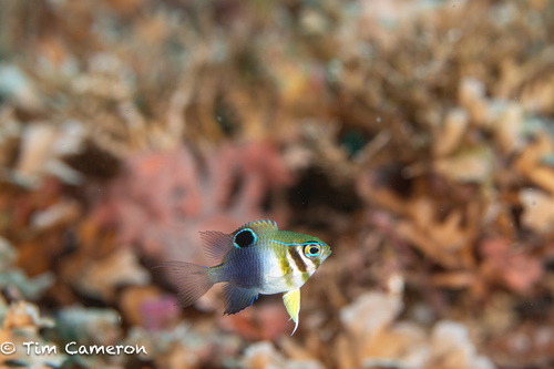 Neoglyphidodon thoracotaeniatus