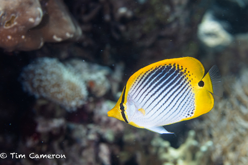 Chaetodon ocellicaudus