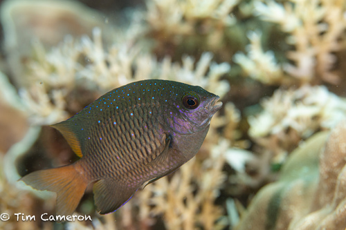 Stegastes lacrymatus