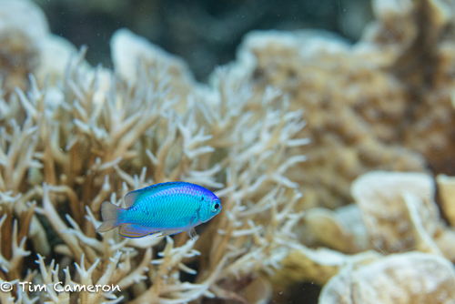 Pomacentrus coelestis