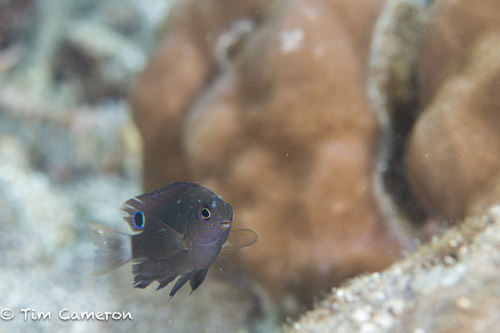 Pomacentrus bankanensis