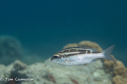 Scolopsis lineata