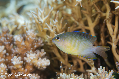 Pomacentrus grammorhynchus