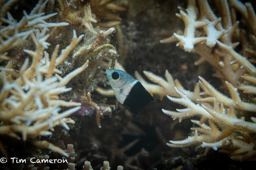 Hemigymnus melapterus