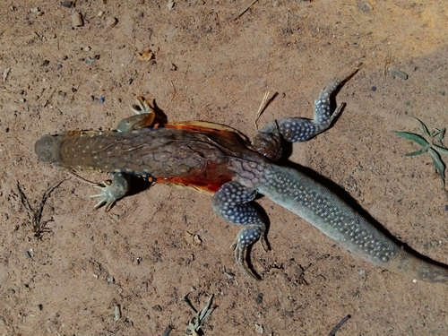 Red-banded Butterfly Lizard