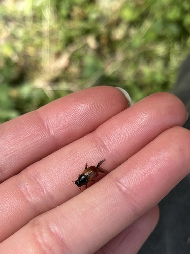 iNaturalist observation photo of European Dung Beetle