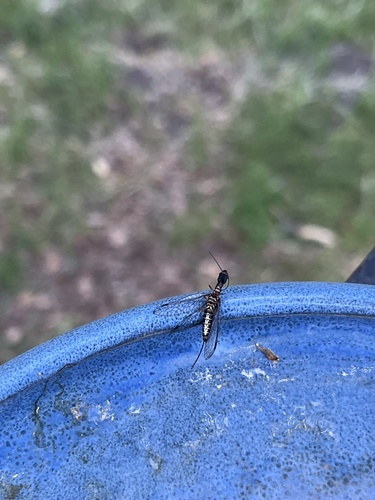 iNaturalist observation photo of American Square-headed Snakeflies