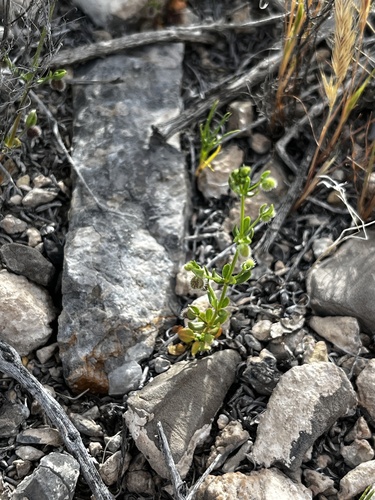 desert bedstraw