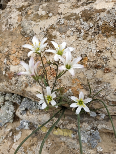 Gagea libanotica