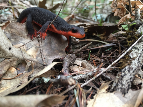 Red-bellied Newt