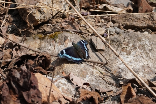 Blue Admiral
