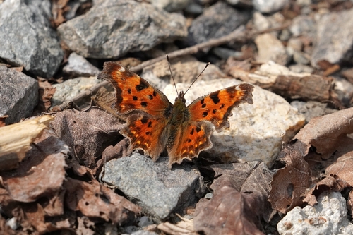 European Comma