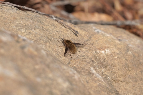 Greater Bee Fly