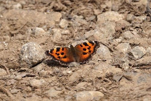 Scarce Tortoiseshell