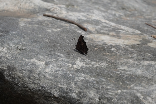 Blue Admiral
