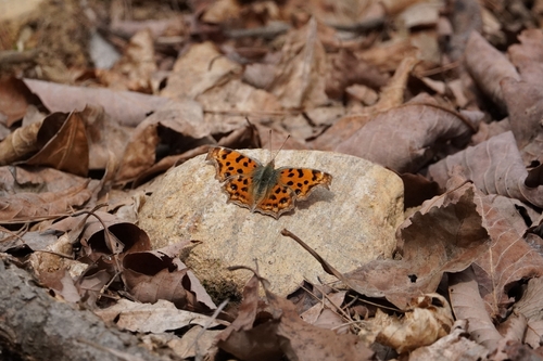 Asian Comma