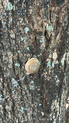 Siamese Common Snail