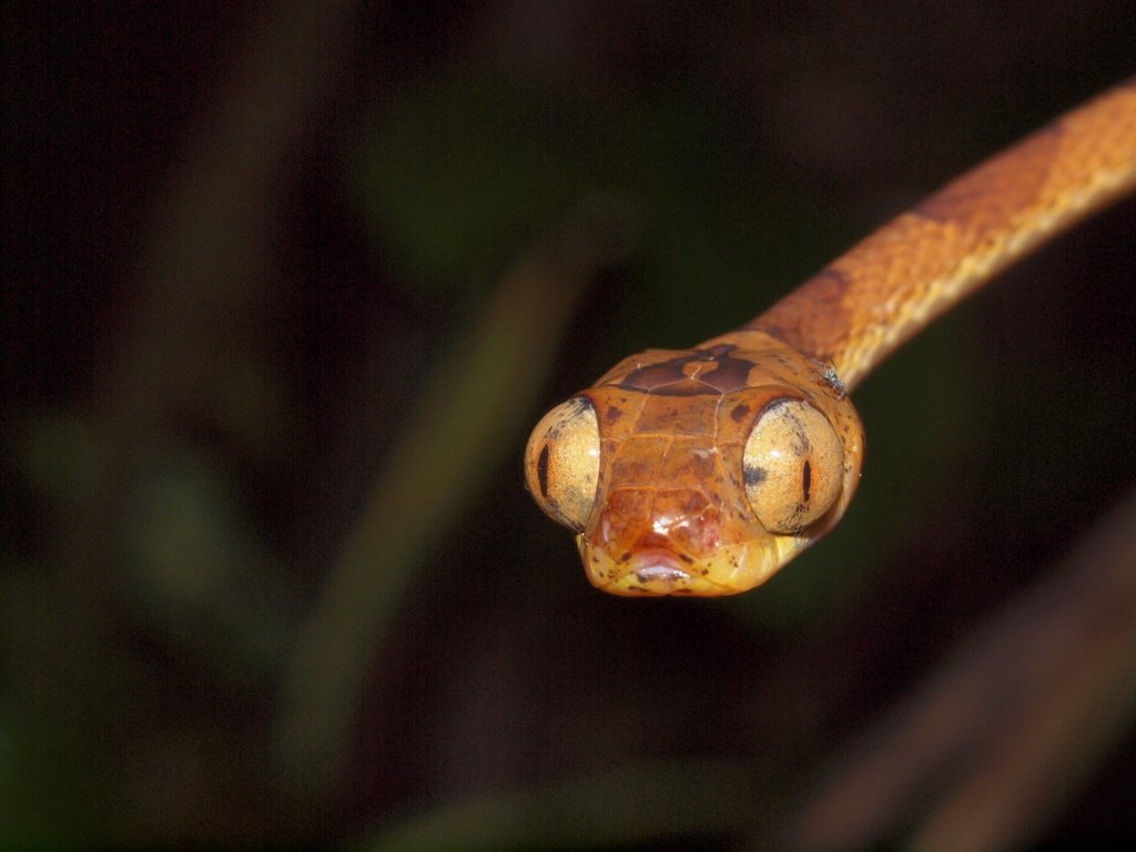 Amazon Basin Tree Snake (Imantodes lentiferus) · iNaturalist