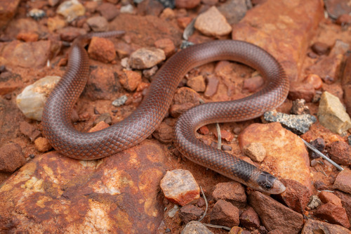 Unbanded Shovel-nosed Snake