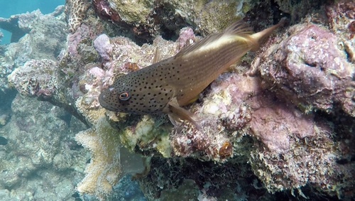 Paracirrhites forsteri