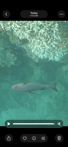 Lutjanus bohar
