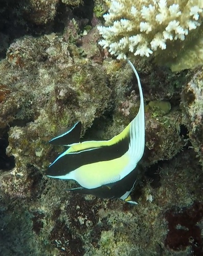 Zanclus cornutus