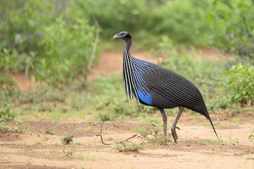 Vulturine Guineafowl