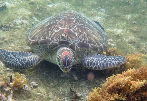 Chelonia mydas
