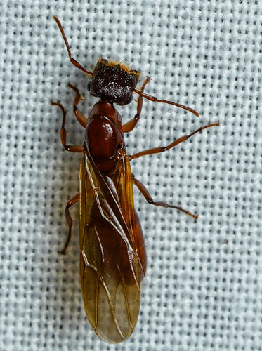 Colobopsis excavataColobopsis excavata