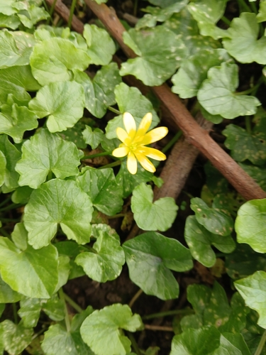 lesser celandine