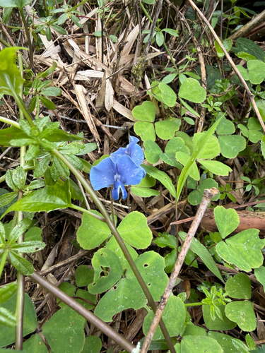 Parochetus africanus