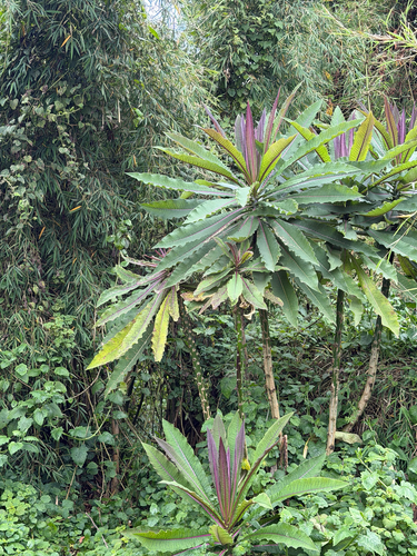Lobelia giberroa