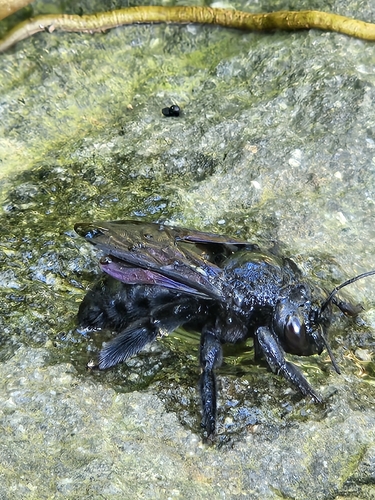 Greater Antillean Carpenter