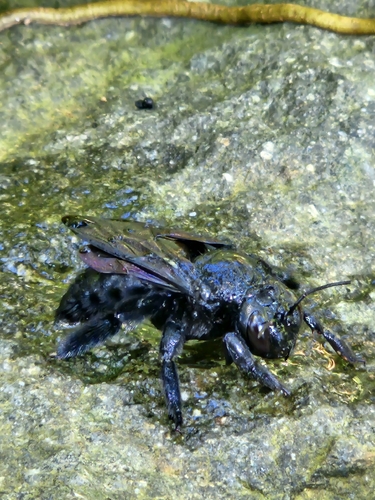 Greater Antillean Carpenter