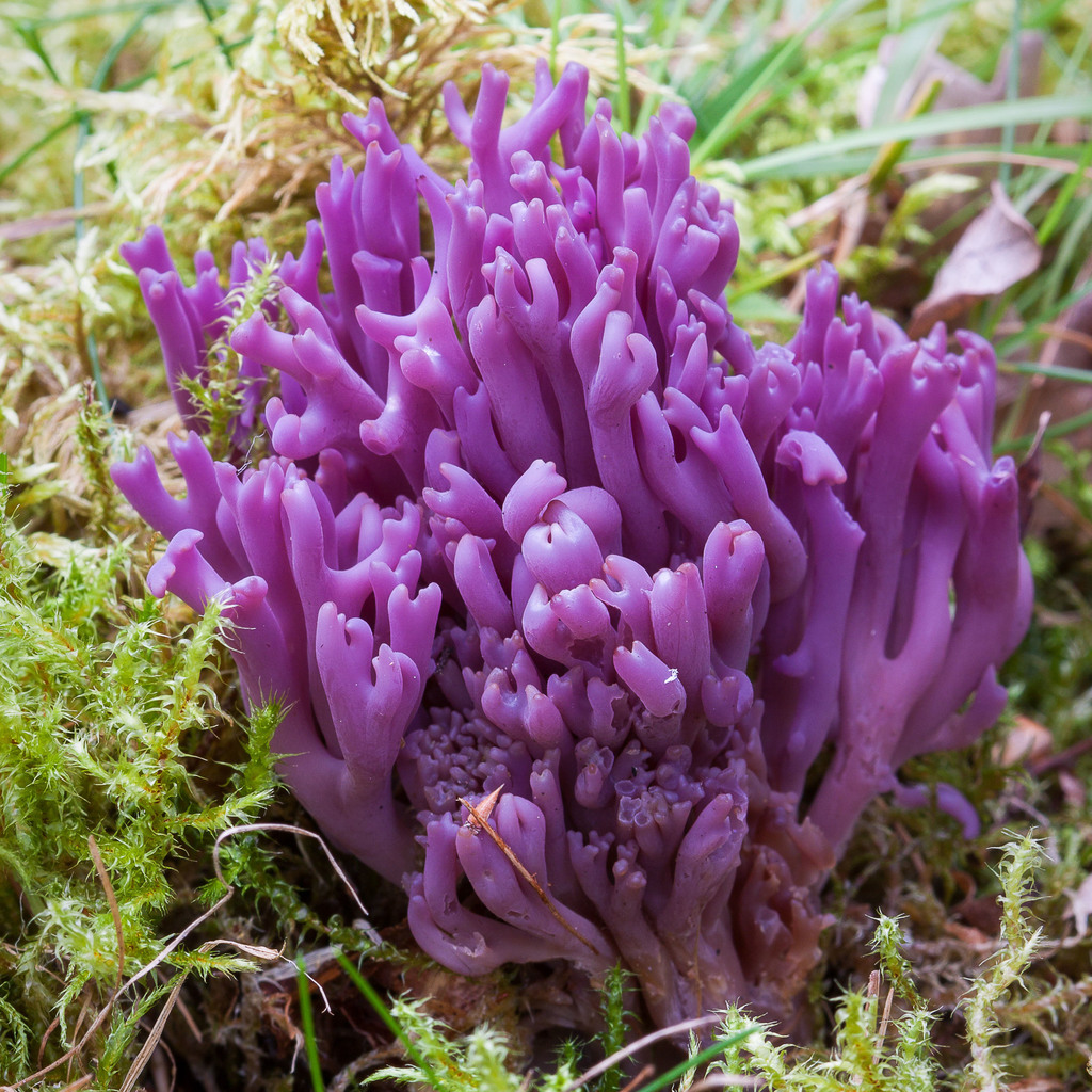violet coral fungus (Clavaria zollingeri) · iNaturalist