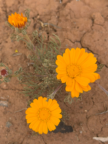 Palm Springs Daisy