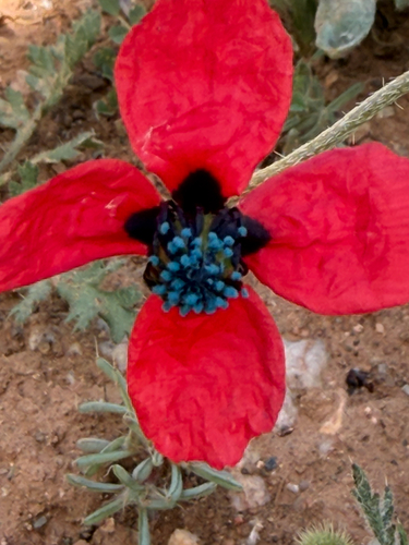 rough poppy