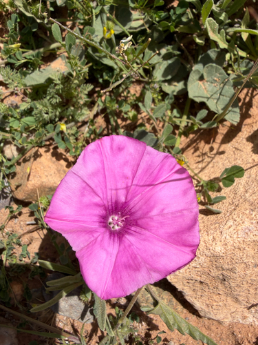 Mallow Bindweed