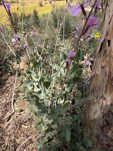 Violet Cabbage