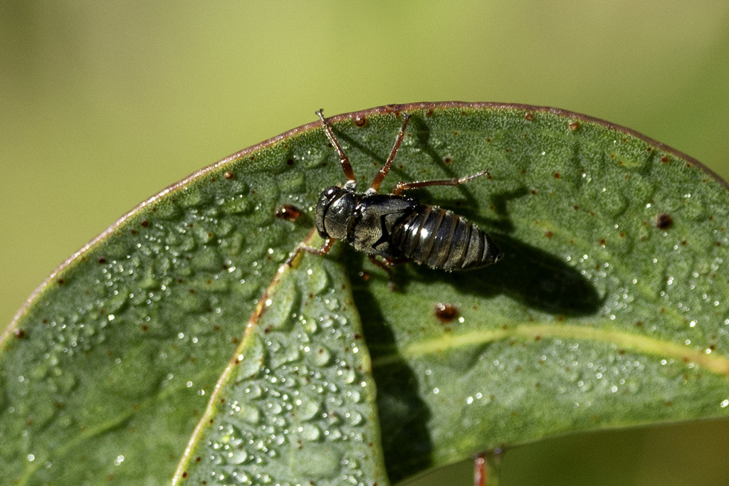One Winged Insect Winged and Once-winged Insects from Barren Grounds NSW 2577, Australia ...