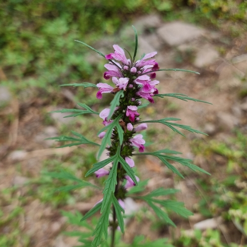 Chinese motherwort