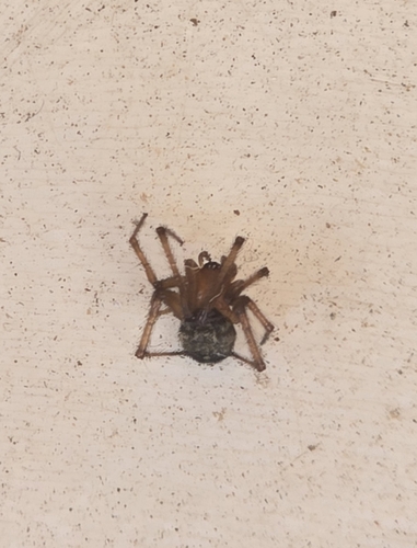 Red House Spider