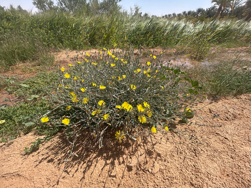 Launaea nudicaulis