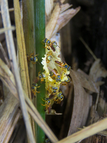Narrow Stingless Bee