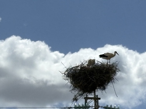 European White Stork