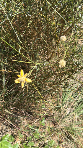 Avistamiento Genista umbellata