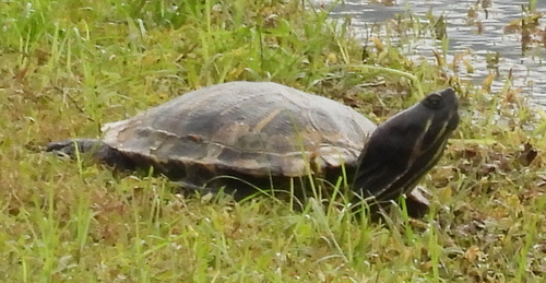 Trachemys scripta